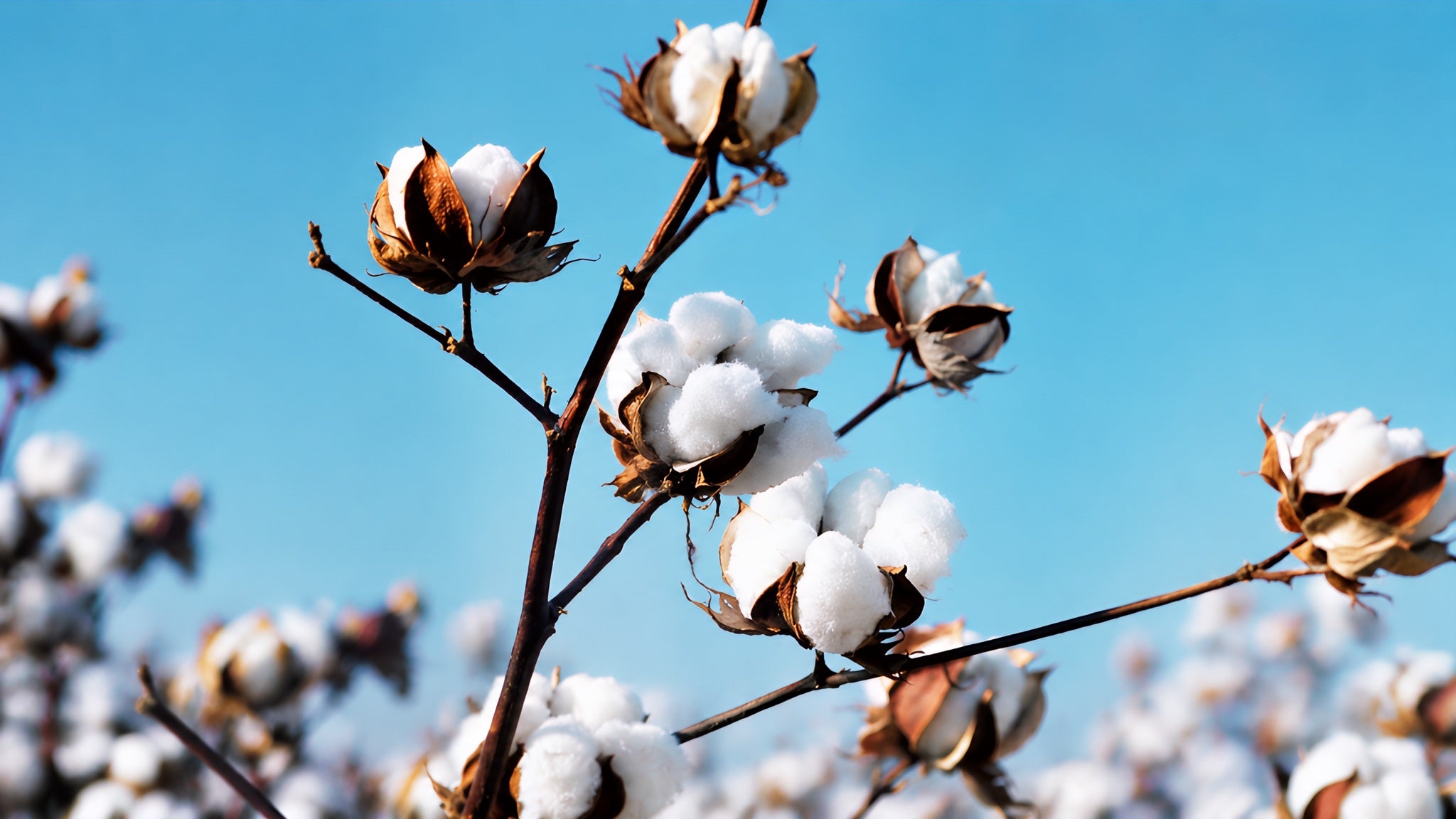 Cotton bolls against a blue sky